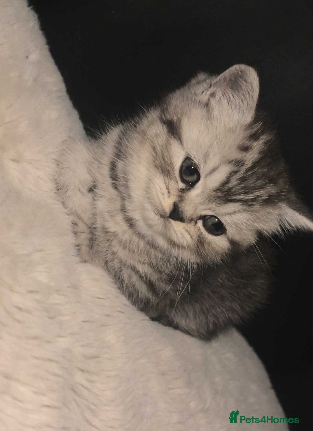 British Shorthair cats for sale: Beautiful bsh kittens looking for forever homes  - Image 24