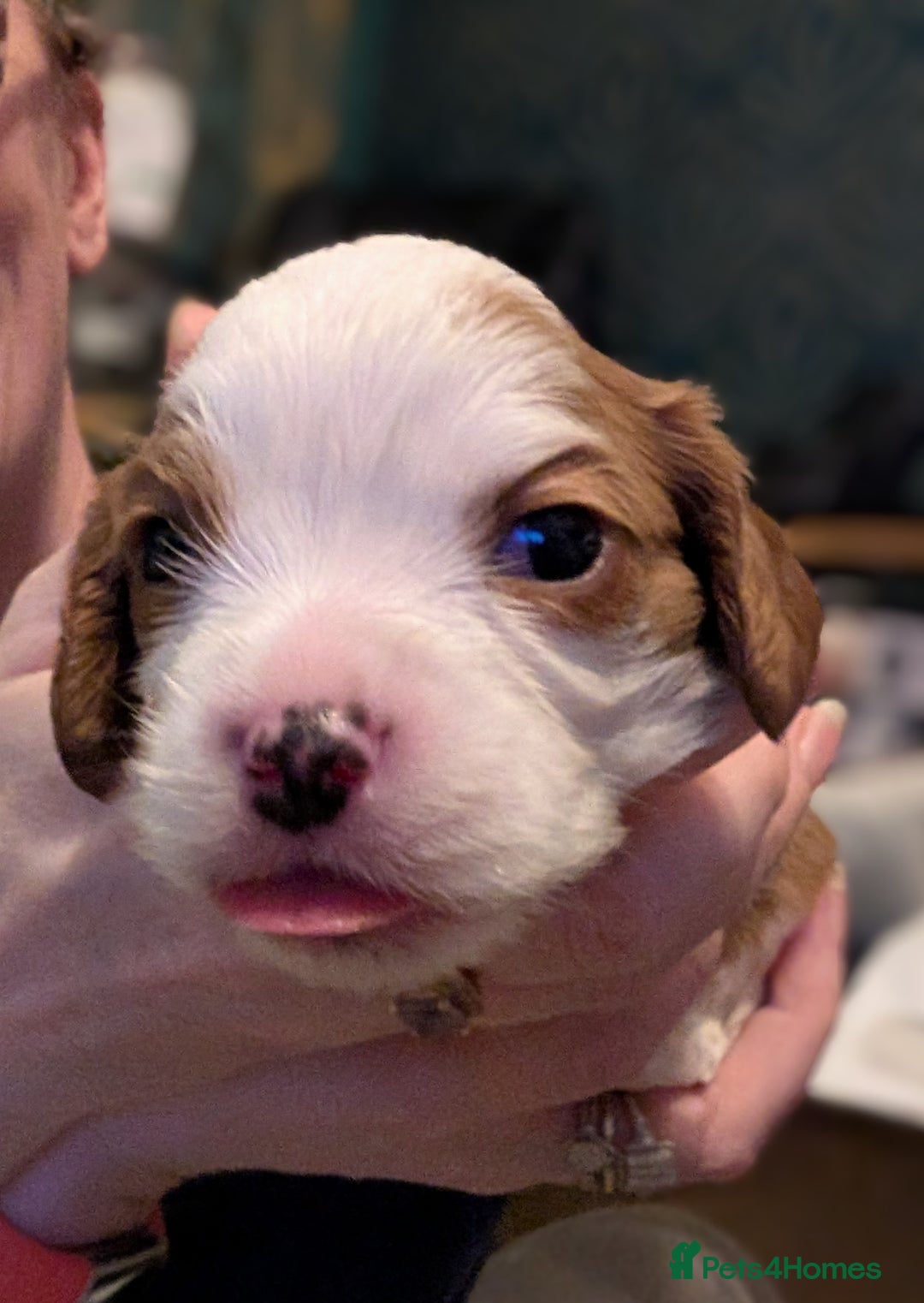 Cavalier King Charles Spaniel dogs for sale: Beautiful cavalier king Charles pups born 24/12 - Advert 2