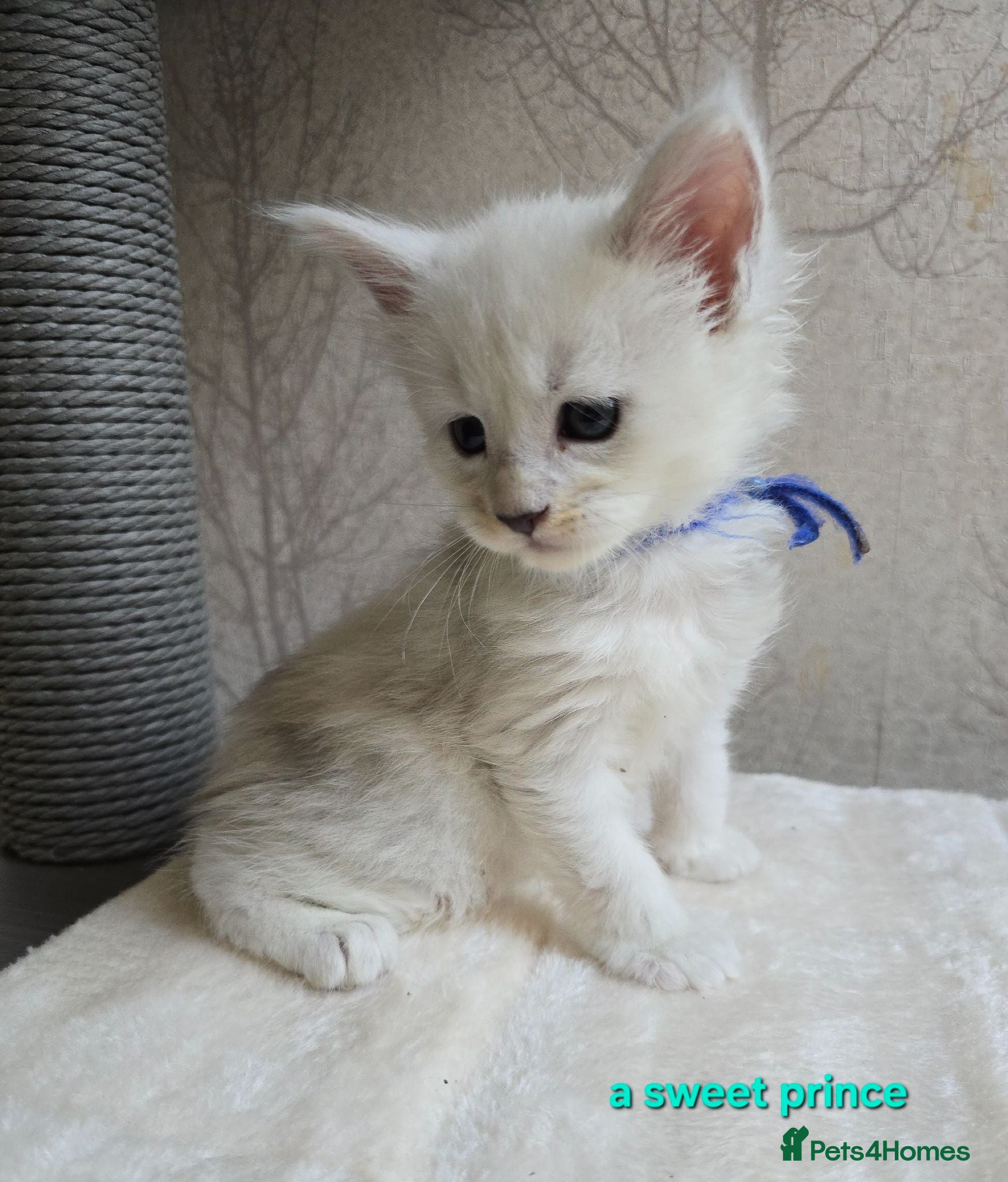 Maine Coon cats STUNNING RARE Maine Coons Shaded Shell Silver - Advert 2