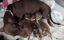 Dachshund dogs for sale: Two girls for sale - Image 8
