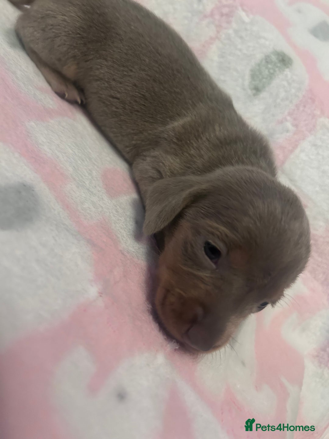 Dachshund dogs for sale: mini dachshunds 🐶 💚 - Advert 11