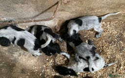 Sprocker dogs for sale: Beautiful Sprocker Puppies  - Image 8