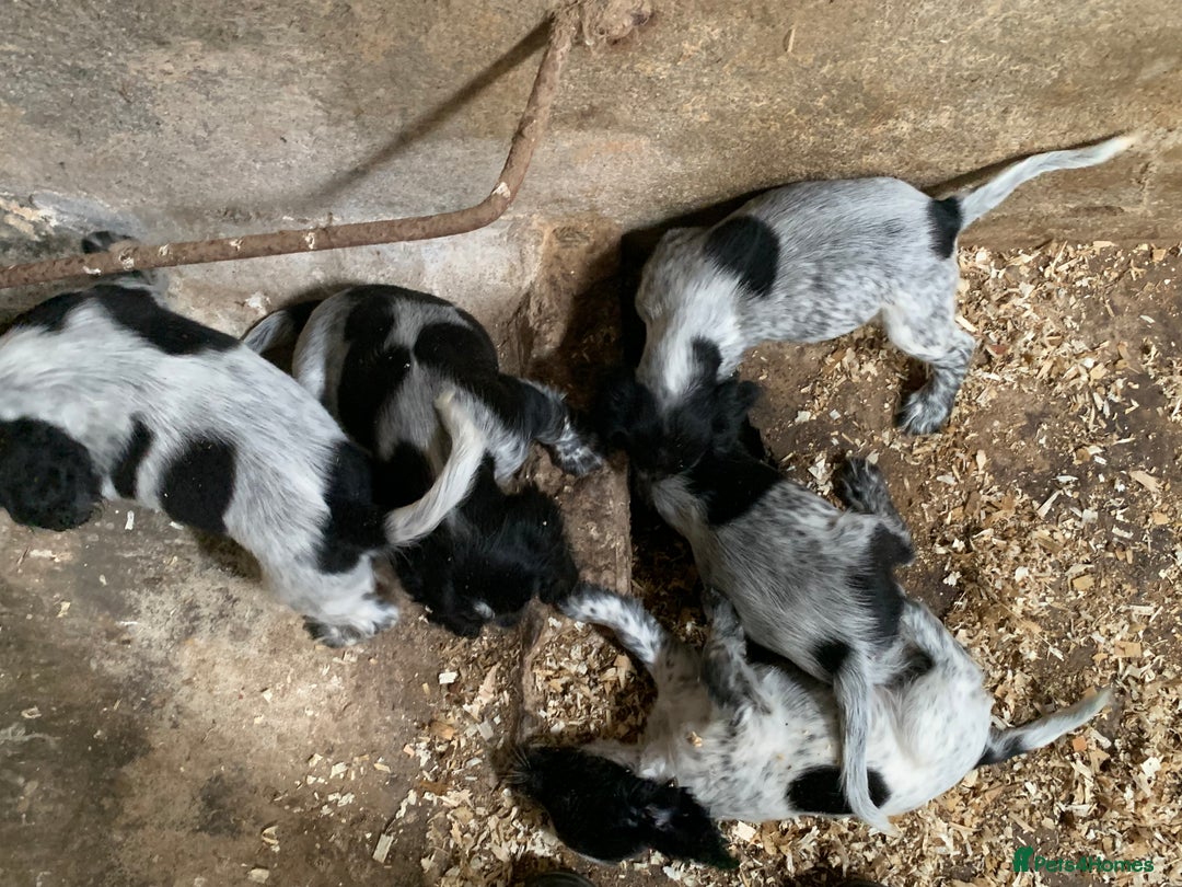 Sprocker dogs for sale: Beautiful Sprocker Puppies  - Image 8