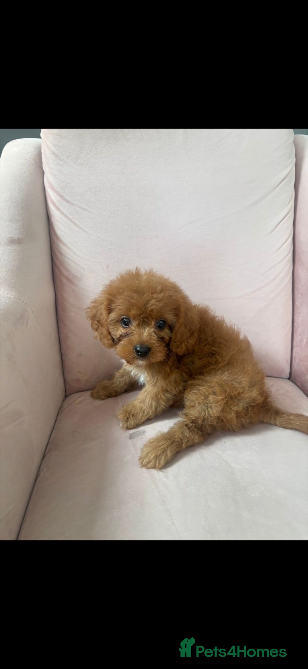 Cavapoo dogs for sale: Gorgeous Bright Red Cavapoos - Image 2