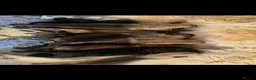 German Shepherd dogs for sale: OUTSTANDING LONG HAIRED GERMAN SHEPARD PUPPIES - Advert 9