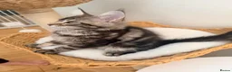 Maine Coon cats for sale: Outstanding show quality Maine coon kittens.  - Advert 7