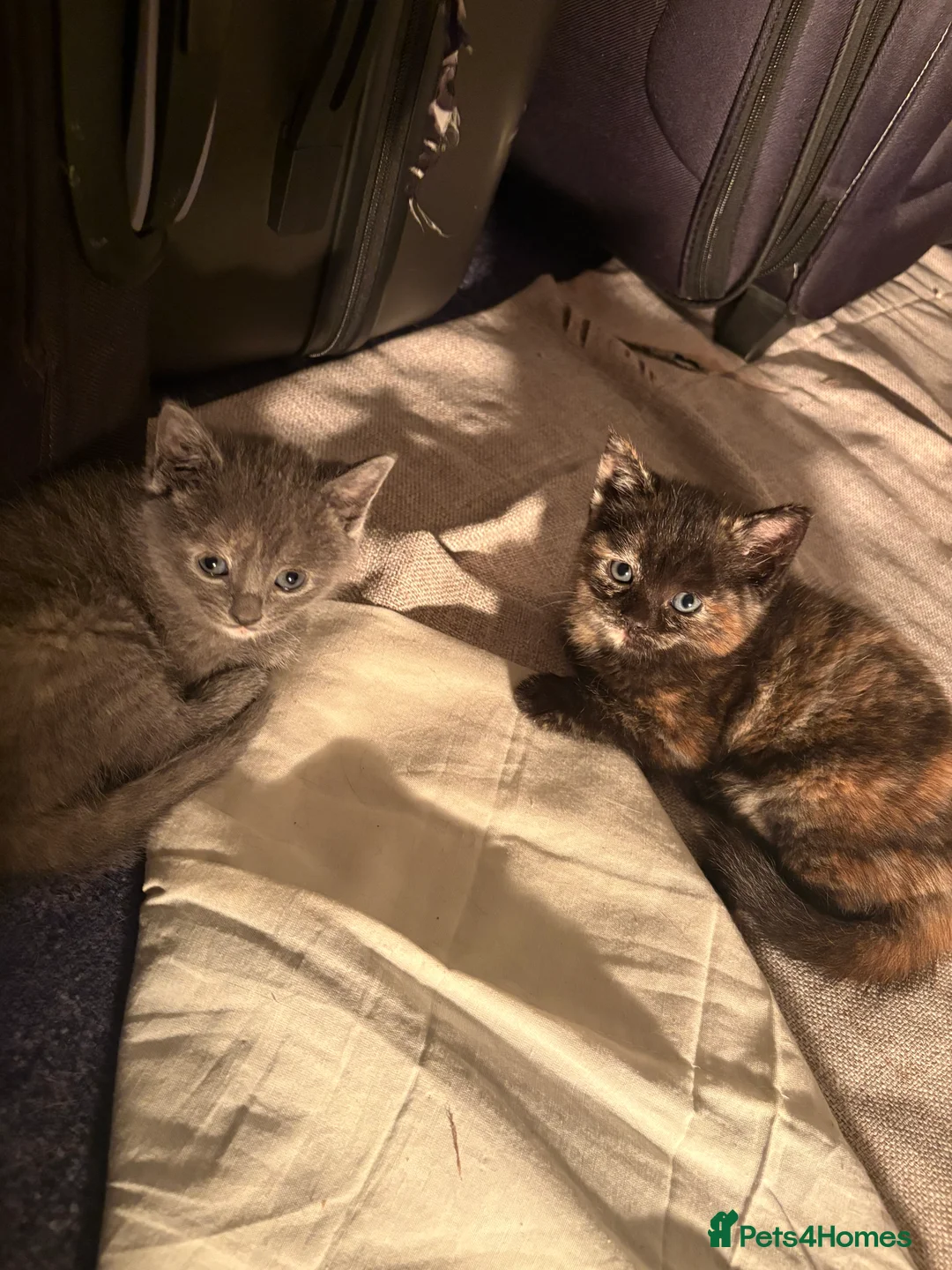 British Shorthair cats for sale: 4 kittens  - Advert 4