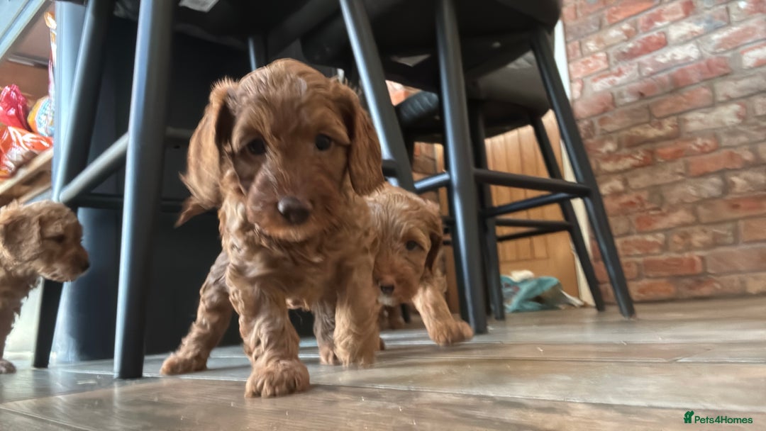 Cockapoo dogs for sale: Cockapoo puppies in Preston - Image 28