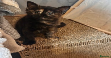 Ragdoll cats - Advert 11