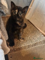 Ragdoll cats - Advert 11