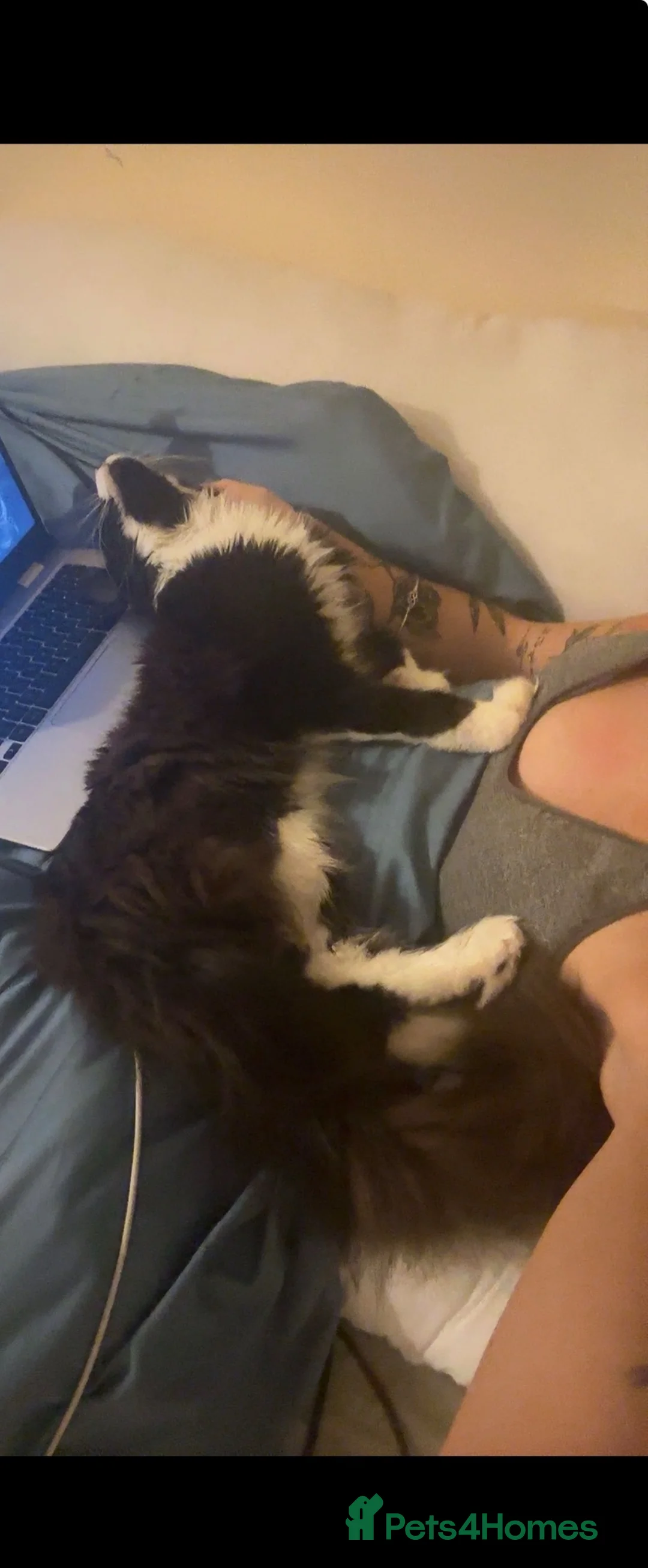 Maine Coon cats for sale: Maine Coon in Stamford - Advert 1