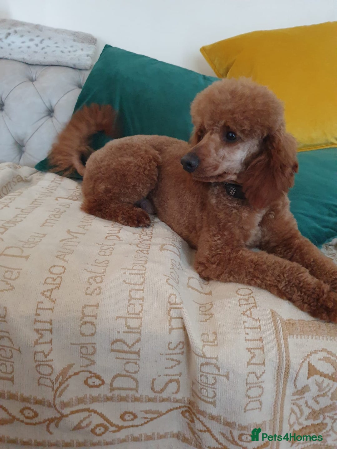 Miniature Poodle dogs for stud: Red K.C miniature poodle stud. health tested clear - Advert 7