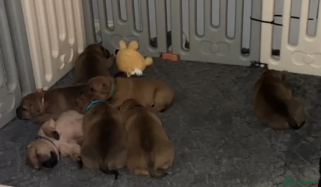 Staffordshire Bull Terrier dogs for stud: 🥨RED BOY"GUSS"🥨 in Birmingham - Advert 4