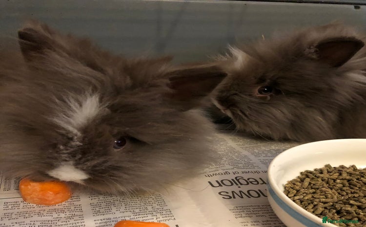 Lionhead rabbits - Advert 15