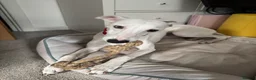 Whippet dogs for sale: 8 months old kc registered whippet boy for sale in Bury Saint Edmunds - Advert 3