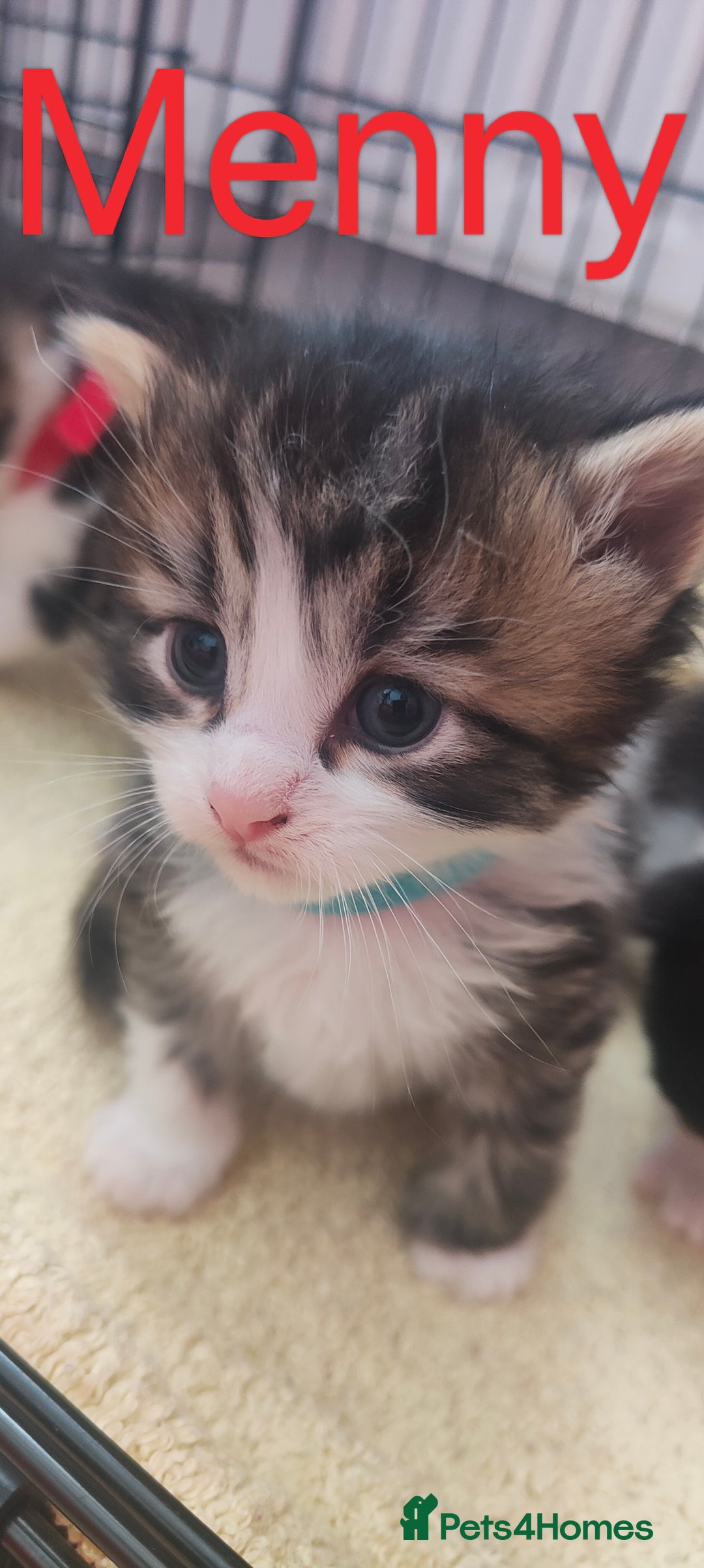 Mixed Breed cats for sale: Ragdoll mixed kittens - Image 1