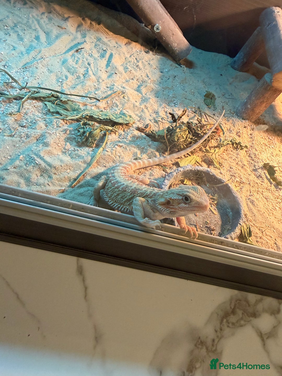Bearded Dragon reptiles for sale: Full set up and two juvenile bearded dragons  - Advert 3