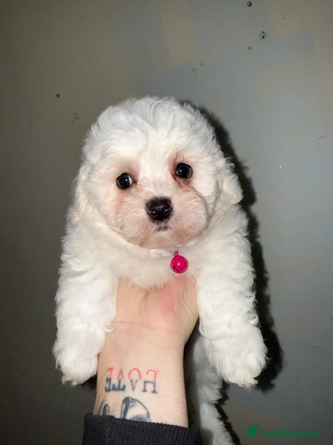 Bichon Frise dogs for sale: 2little bichon frise looking for a new home❤️🩷💚 - Advert 6