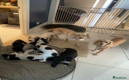 Cocker Spaniel dogs for sale: working cocker spaniel puppies for sale - Image 20