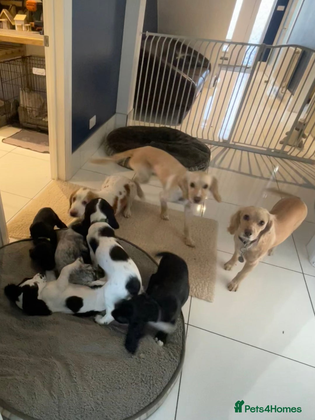 Cocker Spaniel dogs for sale: working cocker spaniel puppies for sale - Image 20