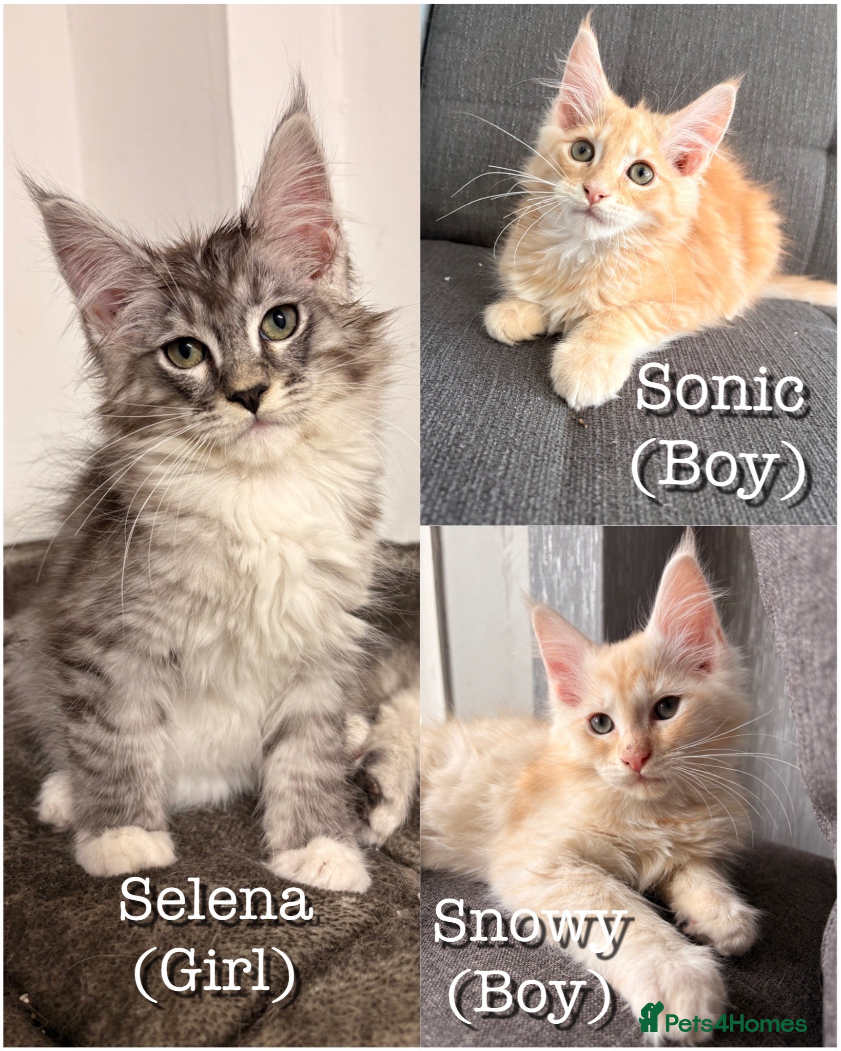 Maine Coon cats Sweet teddy bears. 🧸 🐈‍⬛ - Advert 1