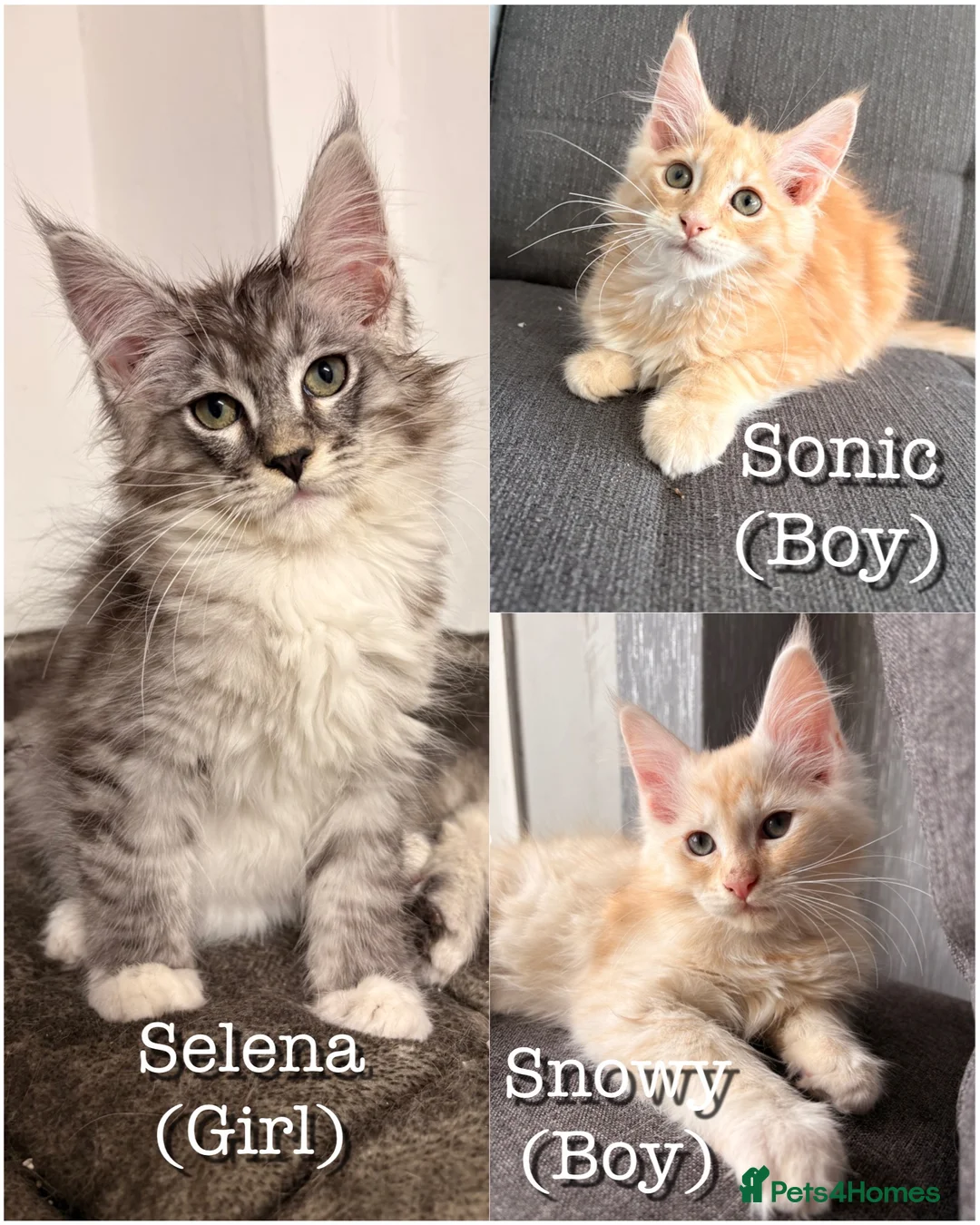 Maine Coon cats for sale: Sweet teddy bears. 🧸 🐈‍⬛ - Advert 1