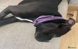 Staffordshire Bull Terrier dogs for adoption: Xena 18 month old staffie - Image 2