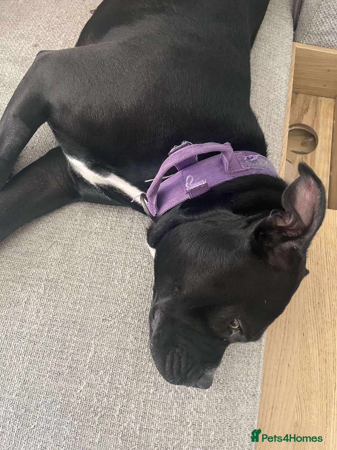 Staffordshire Bull Terrier dogs for adoption: Xena 18 month old staffie - Image 2
