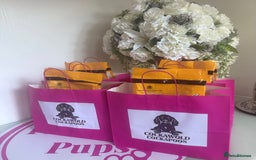 Cockapoo dogs for sale: Ready to Leave: F1 Cockapoo Puppies - Image 11
