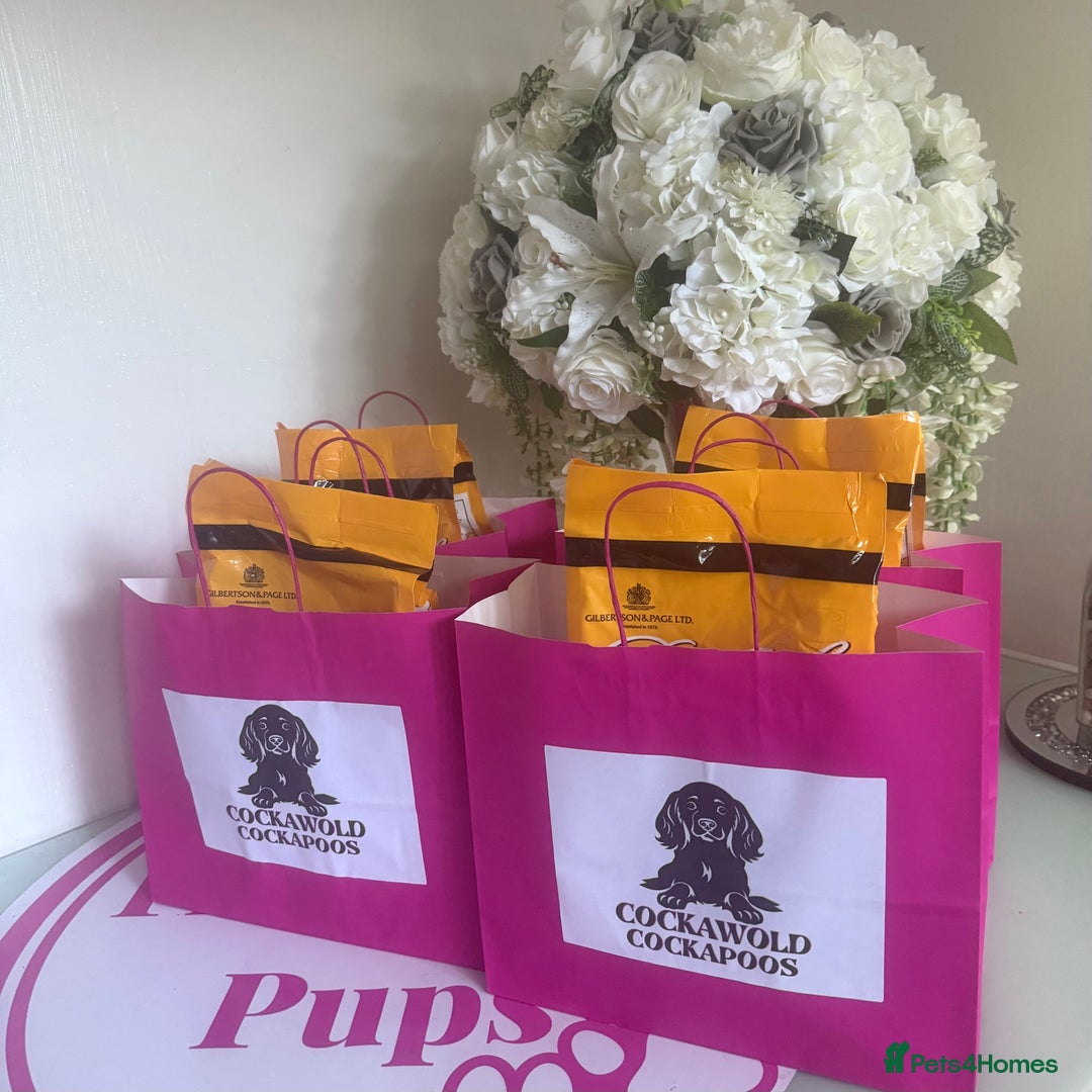 Cockapoo dogs for sale: Ready to Leave: F1 Cockapoo Puppies - Image 11