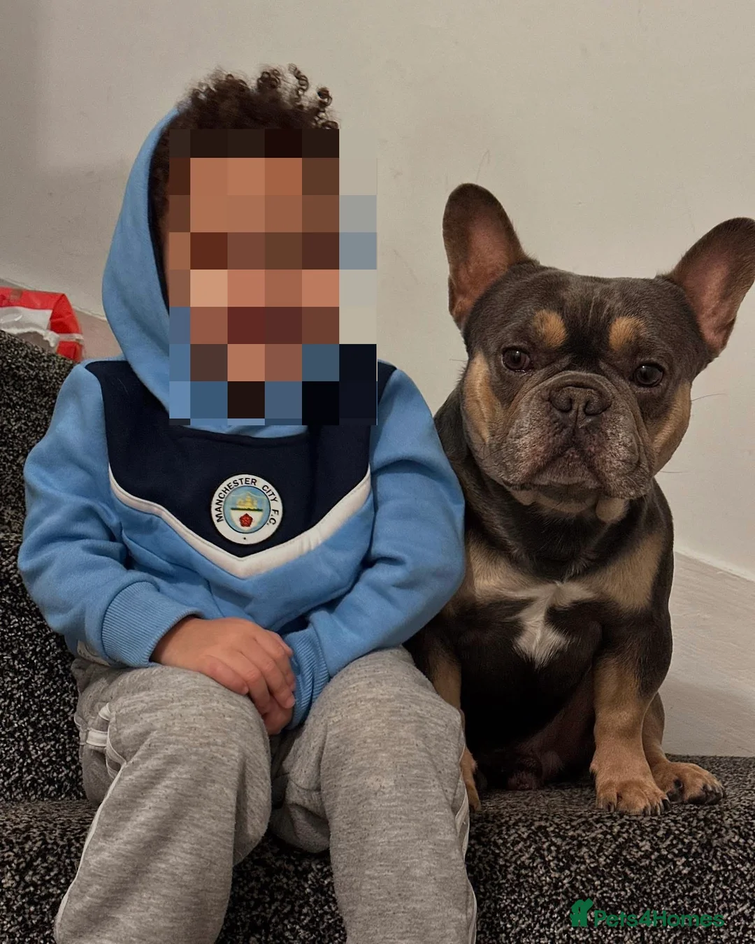 French Bulldog dogs for stud: Best producer known around  - Advert 2