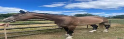 Irish Sports horses for sale: Irish sports horse - Advert 2