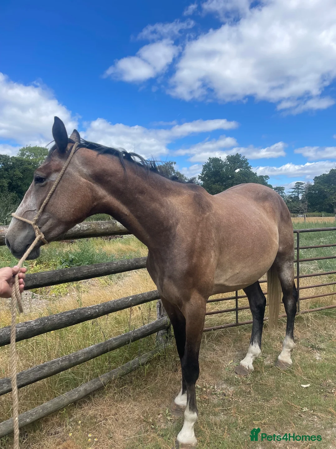 Irish Sports horses for sale: Irish sports horse - Advert 2