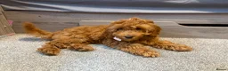 Cockapoo dogs for sale: Female Toy Cockapoo for - Advert 2