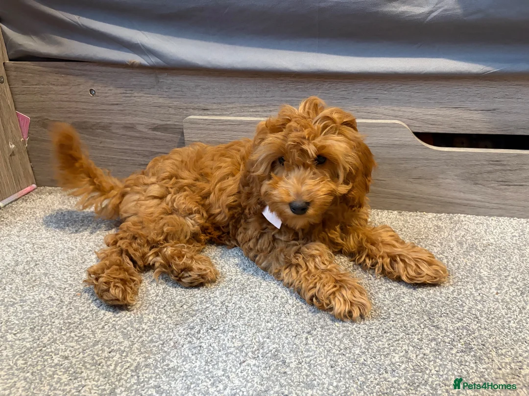 Cockapoo dogs for sale: Female Toy Cockapoo for - Advert 2