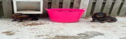 Dachshund dogs for sale: 2 tekles for sale brother and sister £1100 ONO - Advert 2