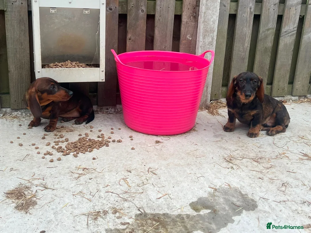 Dachshund dogs for sale: 2 tekles for sale brother and sister £1100 ONO - Advert 2