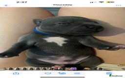 Staffordshire Bull Terrier dogs for sale: Staffordshire bull terrier puppies | blue staff - Image 15