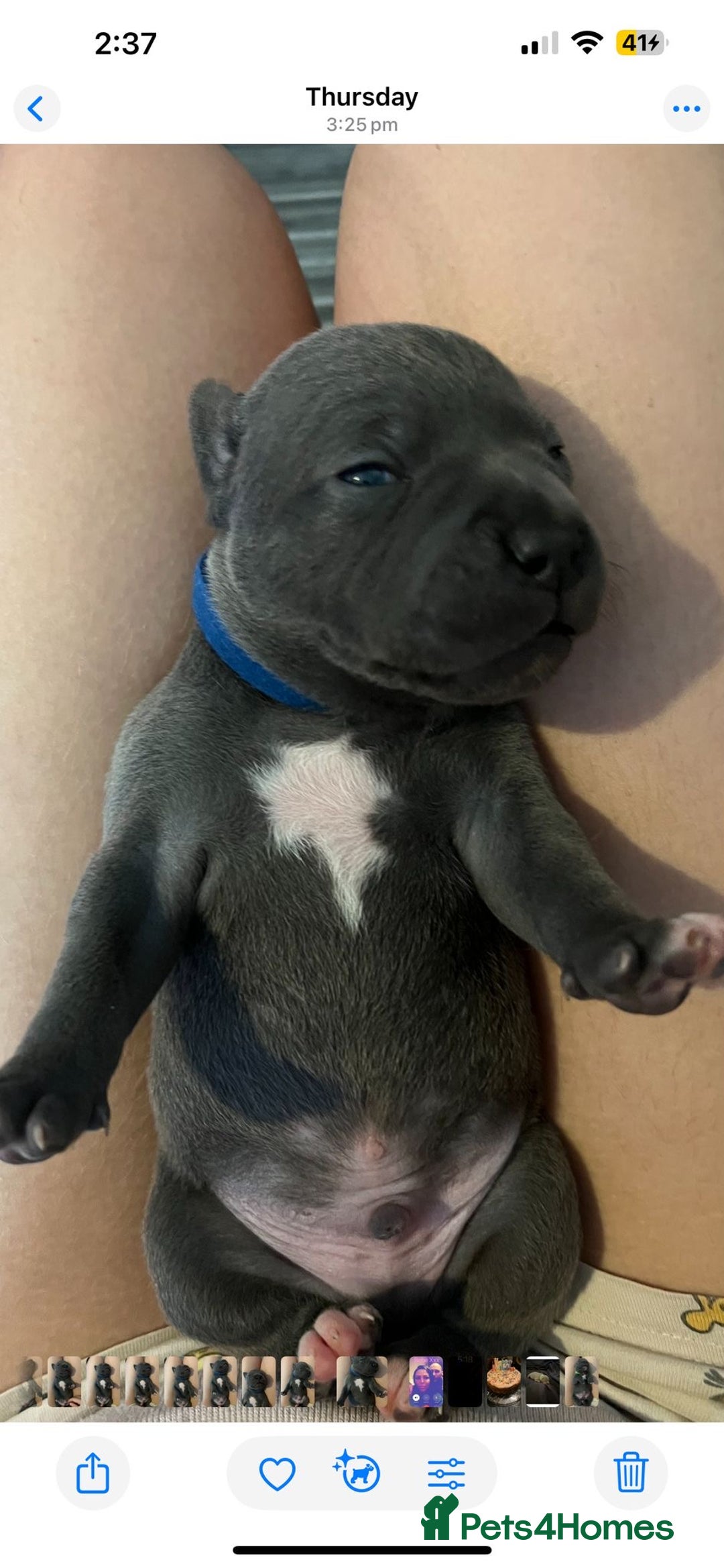 Staffordshire Bull Terrier dogs for sale: Staffordshire bull terrier puppies | blue staff - Image 15