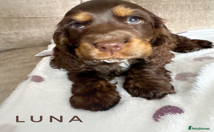 Cocker Spaniel dogs - Advert 8