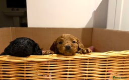 Cockapoo dogs for sale: Stunning F1 Cockpoo puppies - Image 7