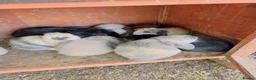 Mini Lop rabbits for sale: Rabbit  - Advert 4