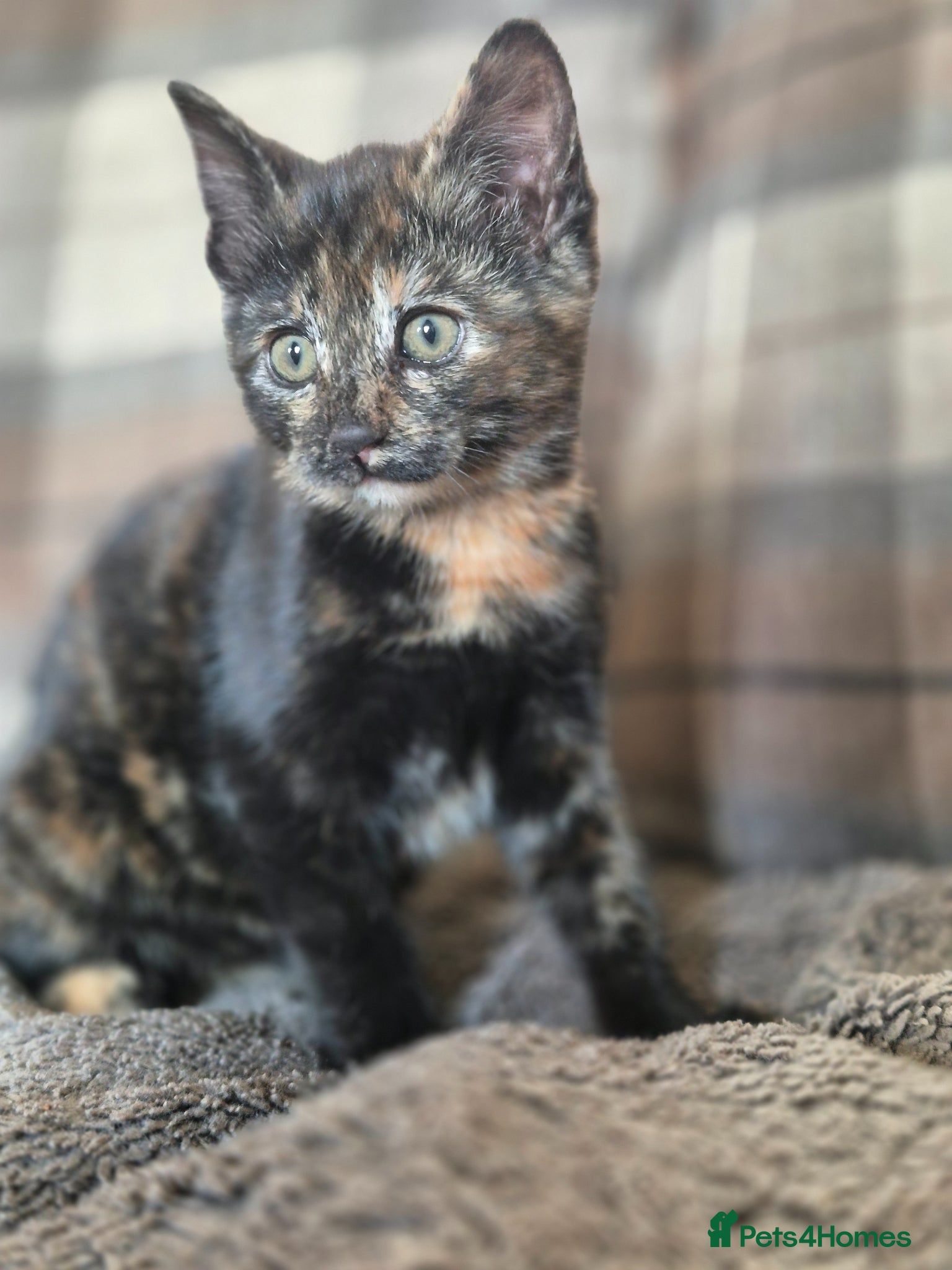 Mixed Breed cats LAST ONE 😍 kittens for sale 😊  - Advert 3