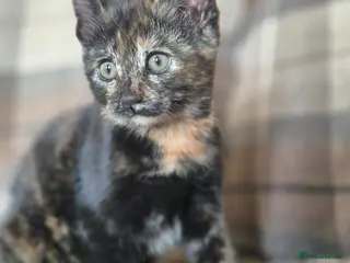 Mixed Breed cats LAST ONE 😍 kittens for sale 😊 - Advert 1