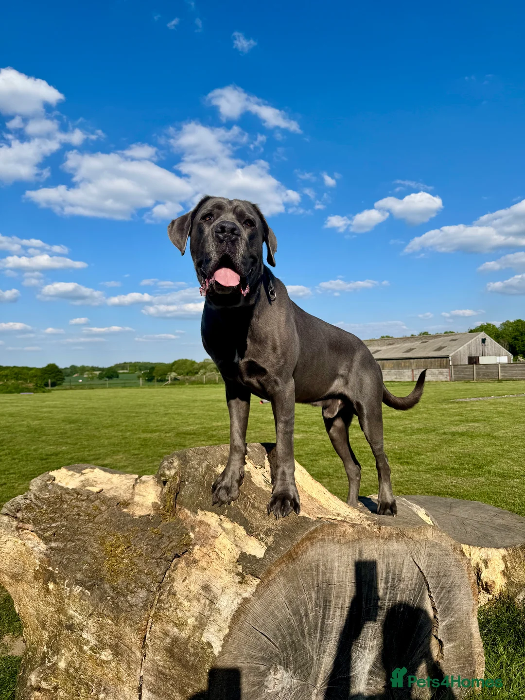 Cane Corso dogs for sale: Cane Corso Male - just under 6 years old - Advert 2