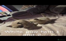 Ragdoll cats for sale: Beautiful Ragdoll Kittens - Image 12