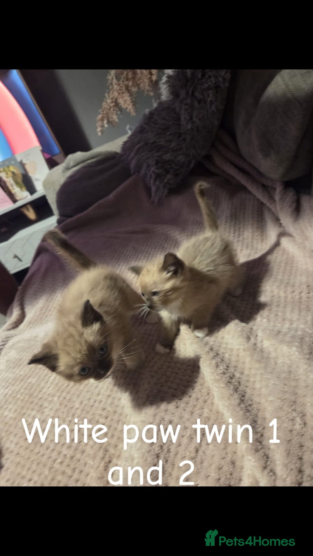 Ragdoll cats for sale: Beautiful Ragdoll Kittens - Image 12