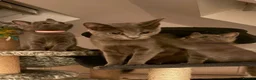Russian Blue cats for sale: Beautiful Russian Blue Kittens - Advert 8