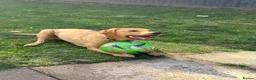 Labrador Retriever dogs for sale: Teddie in Coventry - Advert 3