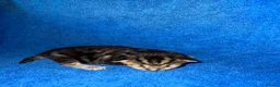 Mixed Breed cats for sale: 4 Mixed Breed Kittens looking for loving home  - Advert 11